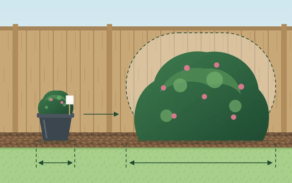 A small plant in a nursery pot beside the same plant as a large mature shrub, with a dashed outline of its final width against a fence