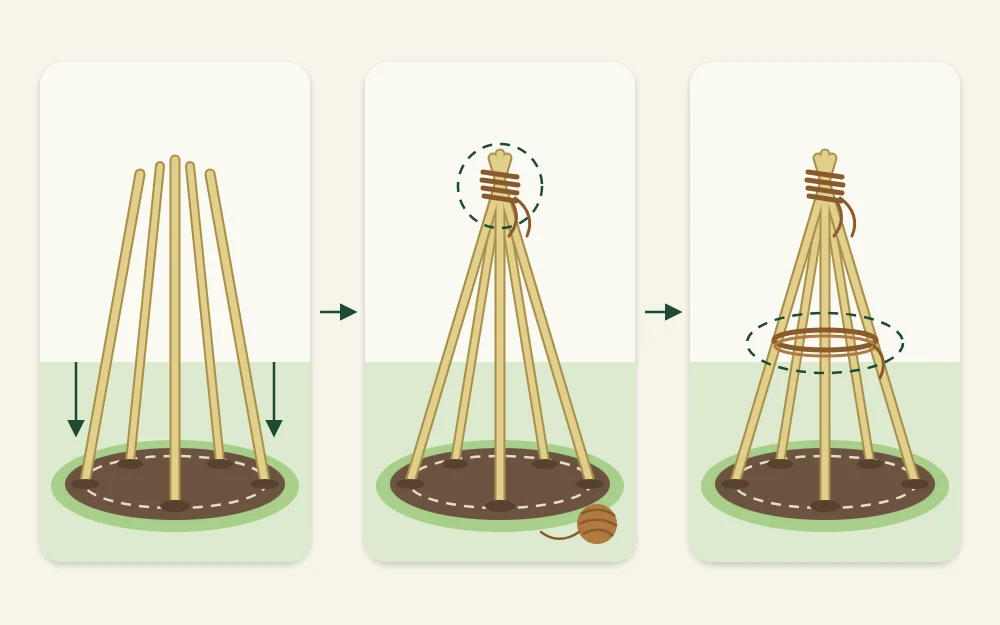 Three steps joined by arrows: canes pushed into soil in a circle, tops tied with twine, and a twine ring halfway up