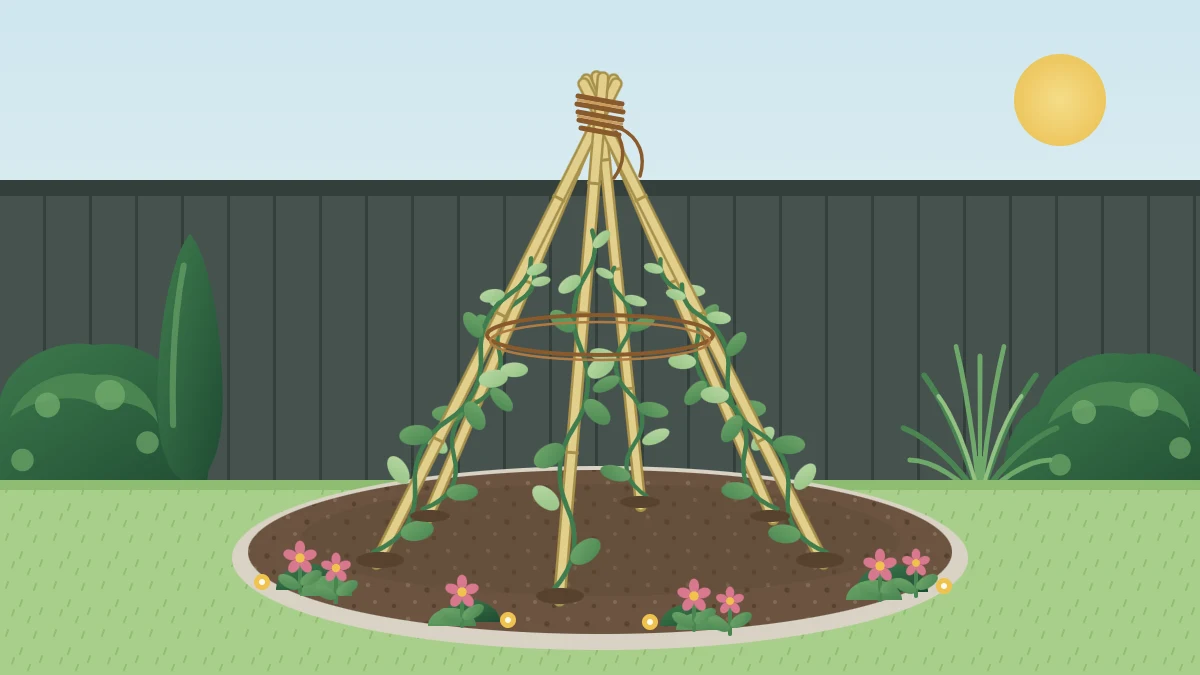 A bamboo cane teepee in a small round bed, tied at the top with twine, with young climbers winding up each cane