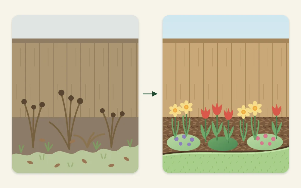 Before and after views of one small border: untidy with dead stems on the left, edged, mulched and dotted with spring flowers on the right