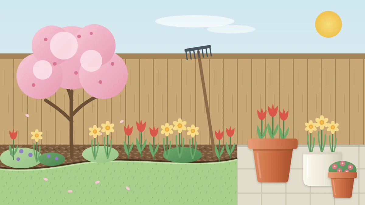 Small garden in spring with a tree in pink blossom, tulips and daffodils in an edged border, pots of flowers on a swept patio and a rake by the fence