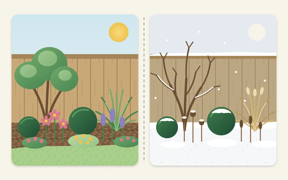 Two views of one border compared: full of summer flowers on the left, and in winter on the right with evergreen shapes, grasses and a bare tree
