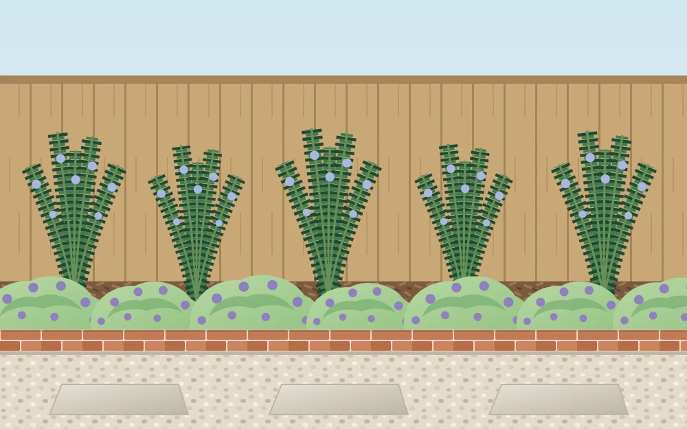 Narrow strip of herbs edging a garden path, low mounds of thyme at the front and upright rosemary behind